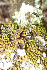 Macromitrium richardii