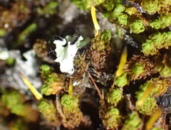 Macromitrium richardii