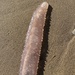 photo of (Pyrosoma atlanticum)