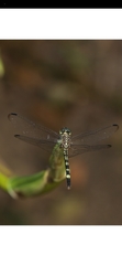 Dythemis nigra