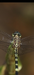 Dythemis nigra