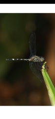 Dythemis nigra
