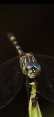 Dythemis nigra