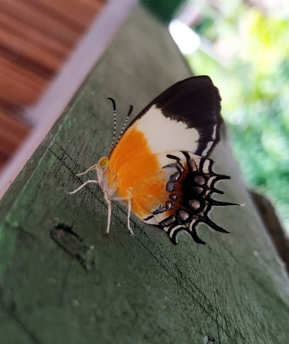Photo of Gnidus Metalmark (Helicopis gnidus)