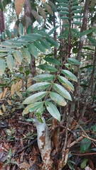 Eurycoma longifolia