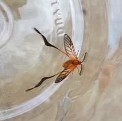 Himantopteridae