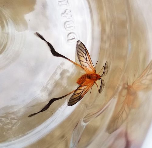 Tradescantia crassifolia Cav.