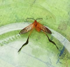 Himantopteridae