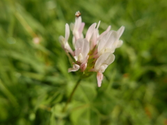 Trifolium clypeatum