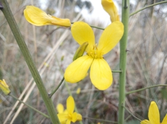 Brassica oleracea