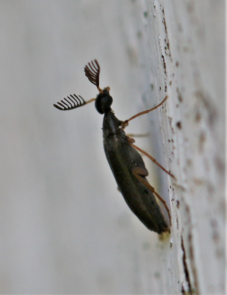 Pelecotoma flavipes