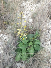 Brassica oleracea