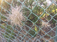 Tillandsia recurvata image