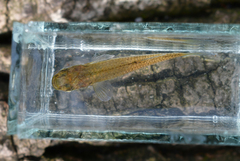 Mosquitofish photo 2