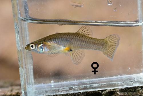 Western Mosquitofish