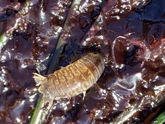 Cymothoida