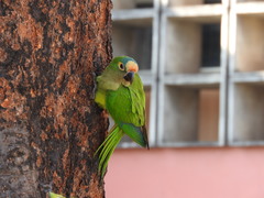 Eupsittula aurea
