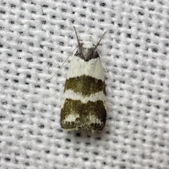 Eulechria triferella