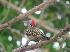 Melanerpes striatus