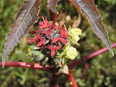 Ricinus communis