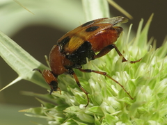 Macrosiagon bimaculata