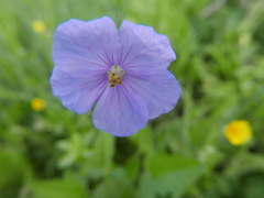 Erodium gruinum