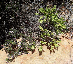 Crassula ericoides