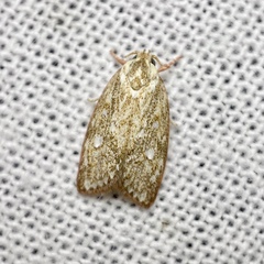 Euchaetis metallota