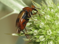Macrosiagon bimaculata