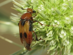 Macrosiagon bimaculata