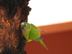 Eupsittula aurea