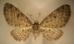 Eupithecia misturata