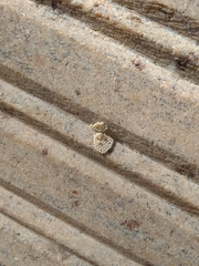 Insecta