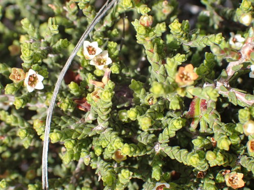 Image of Diosma apetala by no rights reserved