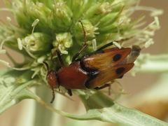 Macrosiagon bimaculata