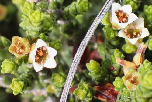 Image of Diosma apetala by no rights reserved