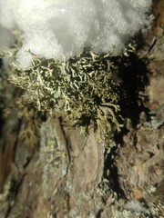 Pseudevernia furfuracea