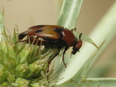 Macrosiagon bimaculata