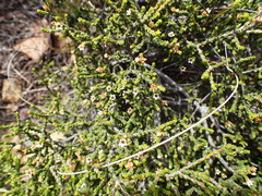 Diosma apetala