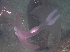 Ocyropsis crystallina