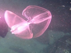 Ocyropsis crystallina