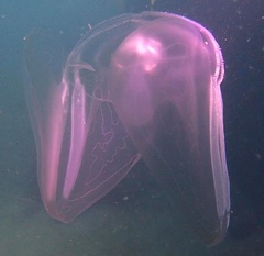 Ocyropsis crystallina