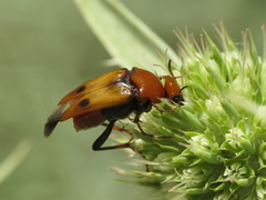 Macrosiagon bimaculata