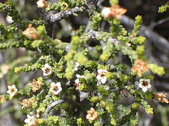 Diosma apetala