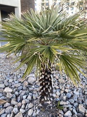 Washingtonia