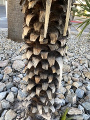 Washingtonia