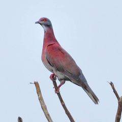 Patagioenas cayennensis