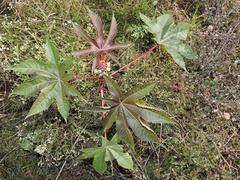 Ricinus communis