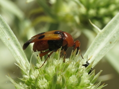 Macrosiagon bimaculata