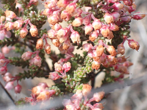 Image of Erica umbelliflora by no rights reserved